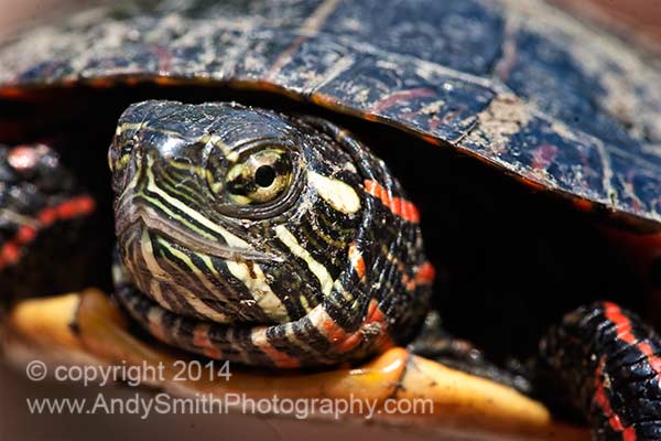 Eastern Painted Turtle